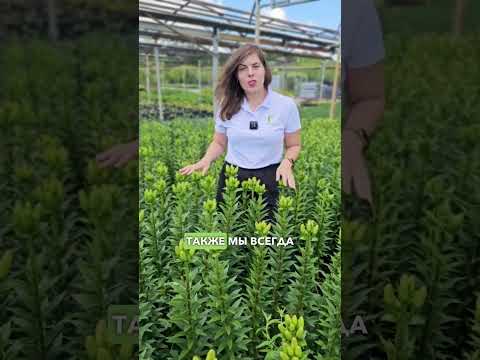 Видео: ПЫШНОЕ цветение лилий после этой подкормки! Подкормки лилий во время бутонизации и цветения.