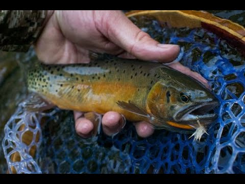 Видео: Невысказанный: В погоне за форелью-головорезом Рио-Гранде (2016)