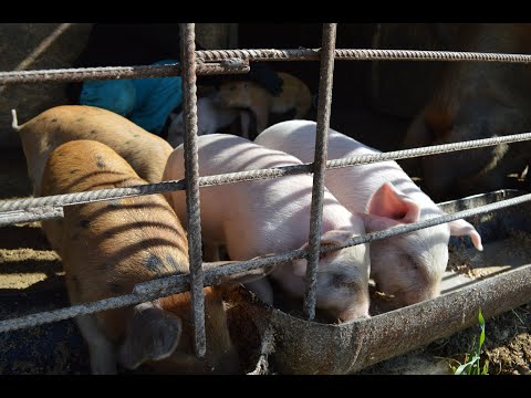 Видео: Поросята  1 месяц перед продажей порода Ландрас-Дюрок.