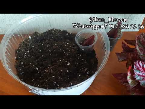 Видео: бегония для новичков. часть 6. важные моменты укоренения бегоний.