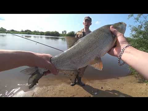 Видео: РЫБАЛКА НА СПИННИНГ, ЖЕРЕХ В ИЮНЕ. ЛОВЛЯ В КРАСИВОМ МЕСТЕ!!! Эта приманка ВСЕГДА выручит!
