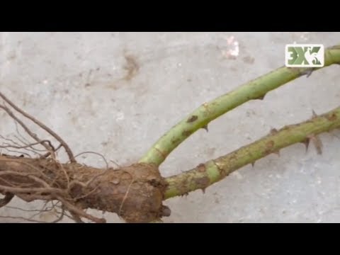 Видео: КАК ПРАВИЛЬНО ВЫБРАТЬ САЖЕНЕЦ РОЗЫ