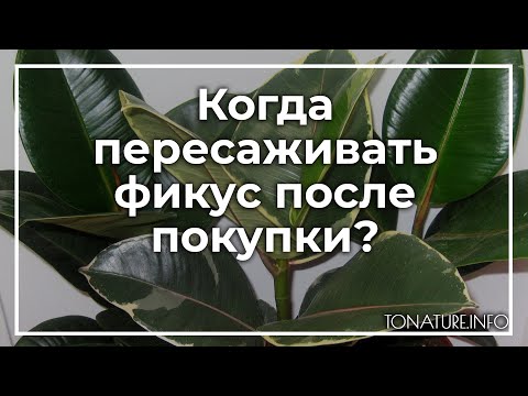 Видео: Когда пересаживать фикус после покупки? | toNature.Info