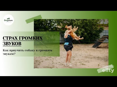 Видео: Собака боится громких звуков - что делать?