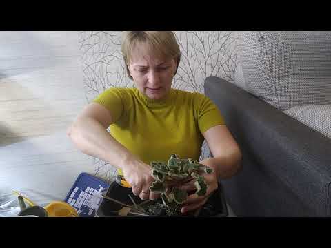 Видео: Реанимация фиалок