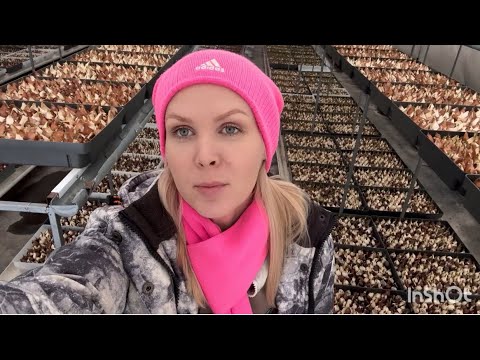 Видео: 7 января. Рабочие моменты. Выгонка тюльпанов к 8 марта