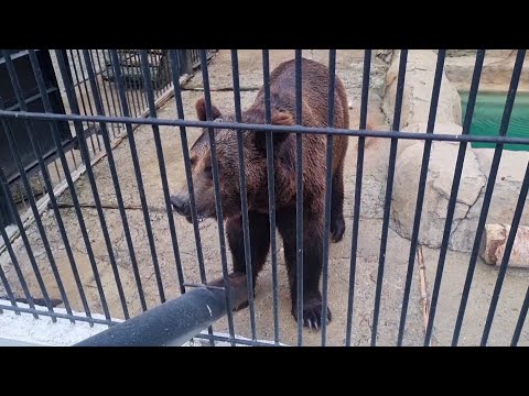 Видео: САМЫЙ ЛУЧШИЙ ЗООПАРК-НА САХАЛИНЕ-ЮЖНО САХАЛИНСК