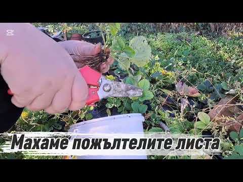 Видео: На село. Есен в градината.Засаждане на ягоди и подготовка на лехата за зимата. Закуска "Доброджанки"