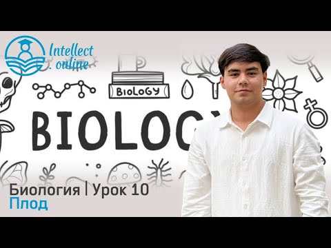 Видео: Биология | Плод | Урок 10