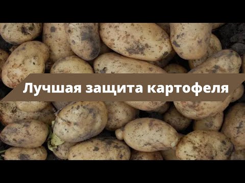 Видео: СПАСИТЕ ВАШ УРОЖАЙ КАРТОФЕЛЯ | Обработка картофеля от фитофтороза