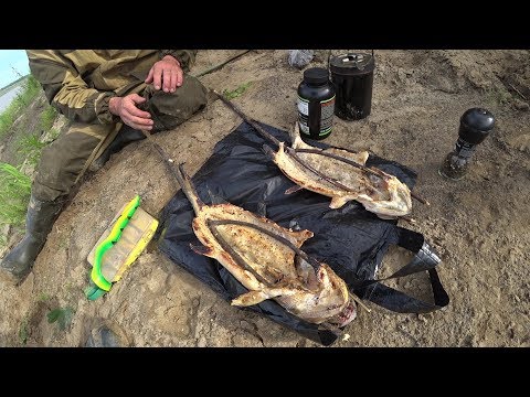 Видео: ДИКАЯ КУХНЯ. ЖАРЕНАЯ ЩУКА НА УГЛЯХ НА  РОЖНЕ.