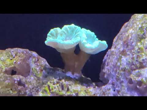 Видео: Морской аквариум . Развитие . 1,5 месяца с запуска.