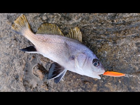 Видео: Рыбалка на Чёрном море. 7 видов рыбы на  червей и крабов Marukyu