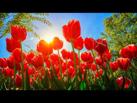 Видео: самая красивая музыка🌿 поможет вам снять усталость от стресса🌿 успокаивает нервную систему #50