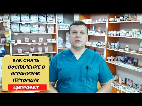 Видео: КАК СНЯТЬ ВОСПАЛЕНИЕ В ОРГАНИЗМЕ ПИТОМЦА? ЦИПРОВЕТ