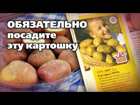 Видео: Проверенные и надежные сорта картофеля.  Рекомендует опытный садовод