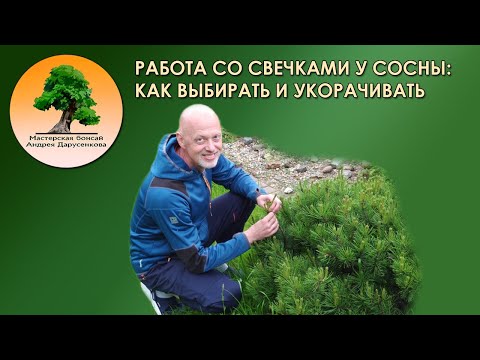 Видео: Работа со свечками у сосны