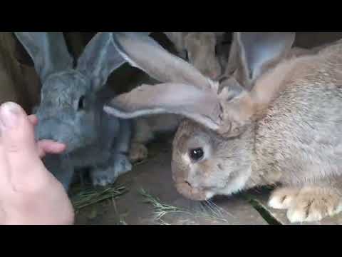 Видео: Кролики Фландр | Крольчиха окрольчилась | Крольчата растут