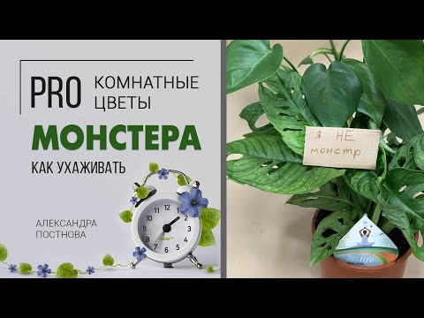 Видео: Комнатное растение Монстера уход в домашних условиях| Комнатные лианы | Виды комнатных лиан