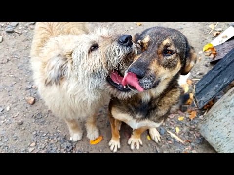 Видео: Первая ферма из нового металла! Будни собачек в приюте! 13 часть БДФ о строительстве навеса!