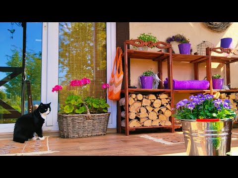 Видео: 💜Уютный цветочный дворик🌷Самый эффектный из однолетников. Яркие кустарники #garden