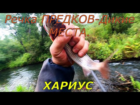 Видео: Рыбалка на Хариуса /Кабанчики РАДОВАЛИ/Ловля на МУШКУ/Речка наших Отцов.