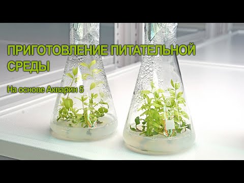 Видео: ПРИГОТОВЛЕНИЕ ПИТАТЕЛЬНОЙ СРЕДЫ ДЛЯ РИЗОГЕНЕЗА ЯБЛОНИ И ГРУШИ IN VITRO