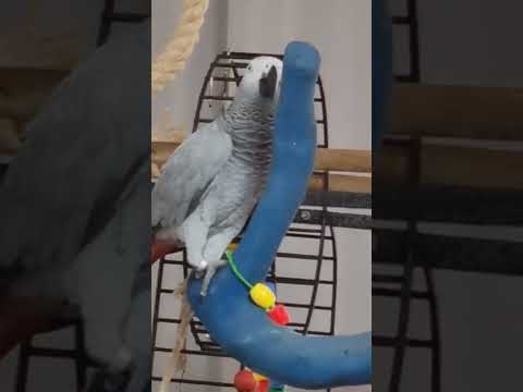 Видео: Ведем светскую беседу