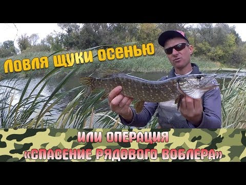 Видео: Ловля щуки на воблер осенью на мелководье