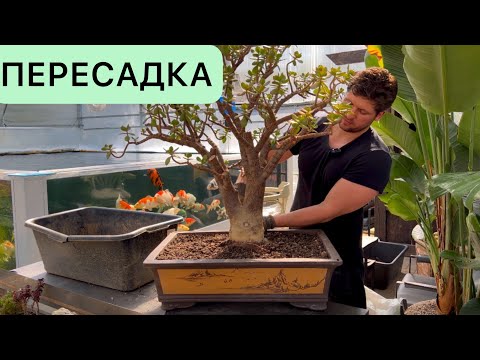 Видео: ПЕРЕСАДКА ОГРОМНОГО ДЕНЕЖНОГО ДЕРЕВА КРАССУЛА ОВАТА CRASSULA OVATA В ПЛОШКУ ДЛЯ БОНСАЙ МАСТЕР КЛАСС