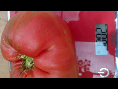 Видео: первый томат🍅- он же слон-красавец🐘