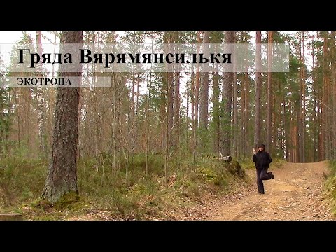 Видео: Гряда Вярямянсилькя. Одиночная прогулка по экотропе в весенний день