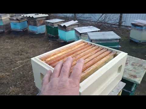 Видео: Продам корпуса ППУ и рамки суши и как перезимовали пчёлы.