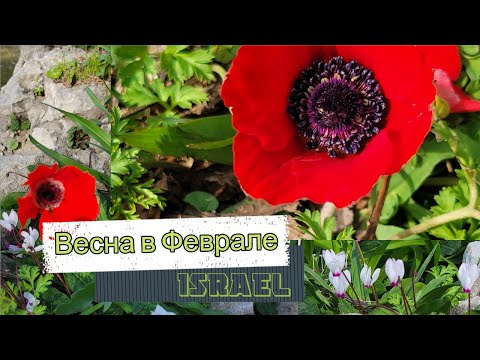 Видео: Весна в Феврале /Весенние зарисовки/Израиль в цвету/Spring in ISRAEL