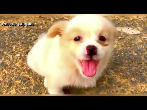 Видео: Спасение щенков | Спасение беспомощного щенка 🐶