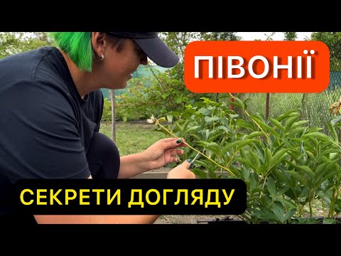 Видео: Як доглядати за півоніями після цвітіння. Що обрізати, а чого не можна чіпати.