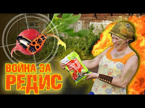 Видео: Табачная пыль на огороде 💀 Борьба с вредителями редиса 🐞