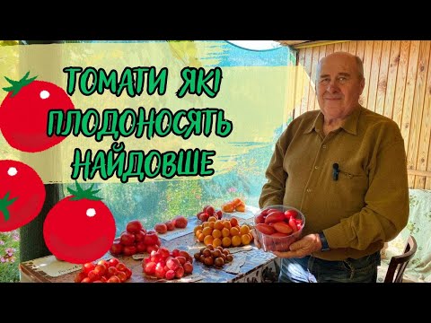 Видео: Томати, які плодоносять найдовше!