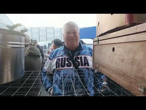 Видео: 11.10.25 СБОРНАЯ ЯРМАРКА ГОЛУБЕЙ. БРОННИЦЫ. ч. 1