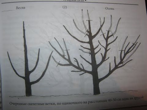 Видео: ОБРЕЗКА ГРЕЦКОГО ОРЕХА. Формировка ореха , второй год после посадки