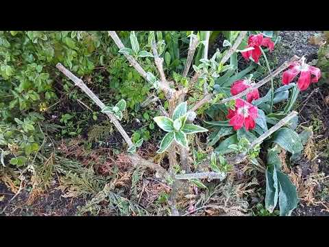 Видео: 6 мая Самый большой заморозок