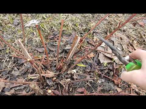 Видео: 30.04.2023 Формирующая обрезка пузыреплодника.