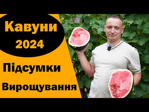 Видео: Урожай кавунів. Огляд сортів і аналіз способів вирощування. Коли садити кавун. Ранній кавун. Лахат