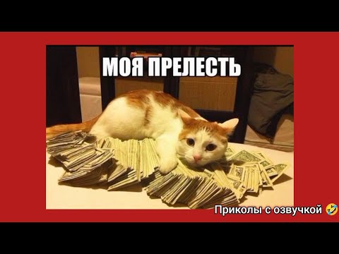 Видео: прелесть веселые картинки с котиками и ...  приколы с озвучкой 🤣