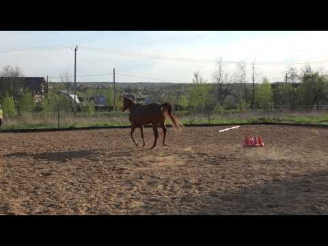 Видео: Игры трюки для активной кобылы