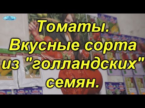 Видео: "Голландские" томаты. Самые вкусные гибриды из голландских томатов.