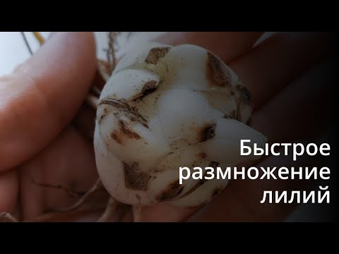 Видео: Размножение лилий