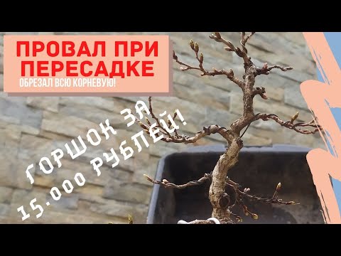 Видео: Полный провал при пересадке граба бонсай! ПЕРЕСАДКА БОНСАЙ ИЗ ГРАБА В ГОРШОК ЗА 15 000 РУБЛЕЙ!