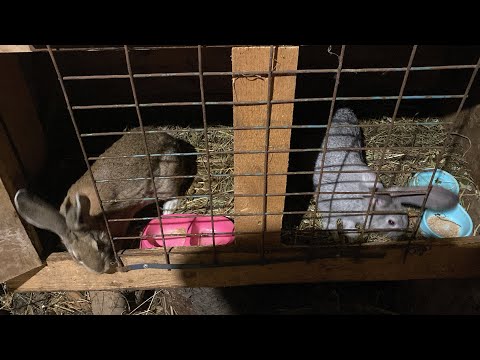 Видео: Обзор кроликов✨🐇Флора сбежала🐰💘