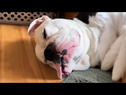 Видео: Женщина не хотела этого больного питбуля, теперь не представляет жизни без него